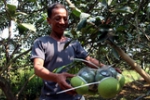 Hơn 10 triệu đồng một chùm bưởi hồ lô tứ quý