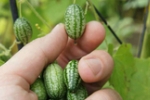 Rau củ tí hon giá cao vẫn không đủ bán