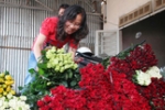 Khan hiếm hoa hồng Đà Lạt dịp 20/10