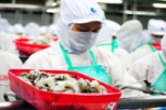Con gái ông Lê Văn Quang làm Phó tổng Thủy sản Minh Phú